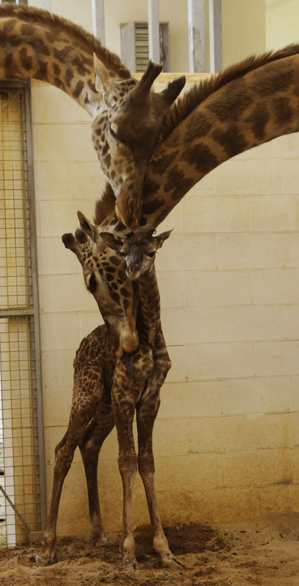 Zookeepers say they don't know the calf's official weight just yet — "we are giving it time to bond with  its family," a spokesperson said. The zoo estimates the calf weighs approximately 100  pounds and stands between 5 and 6 feet tall.