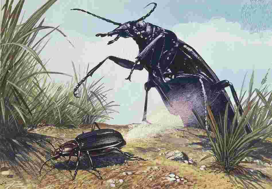 Beetle makes rocket fuel Beetle makes rocket fuel