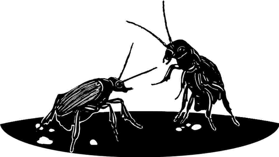 Beetles in conversation Beetles in conversation