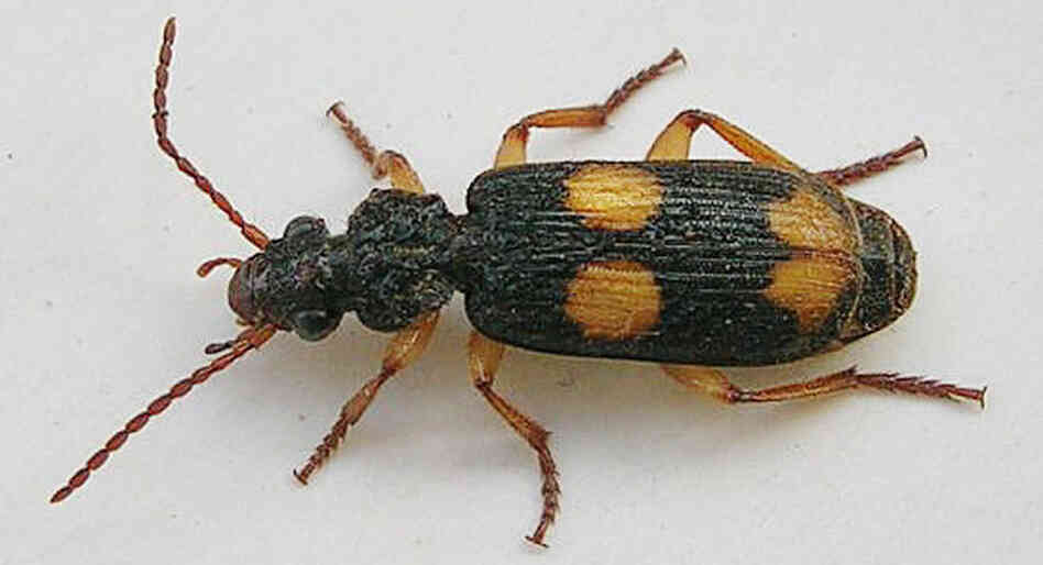 The Bombardier beetle. The Bombardier beetle.