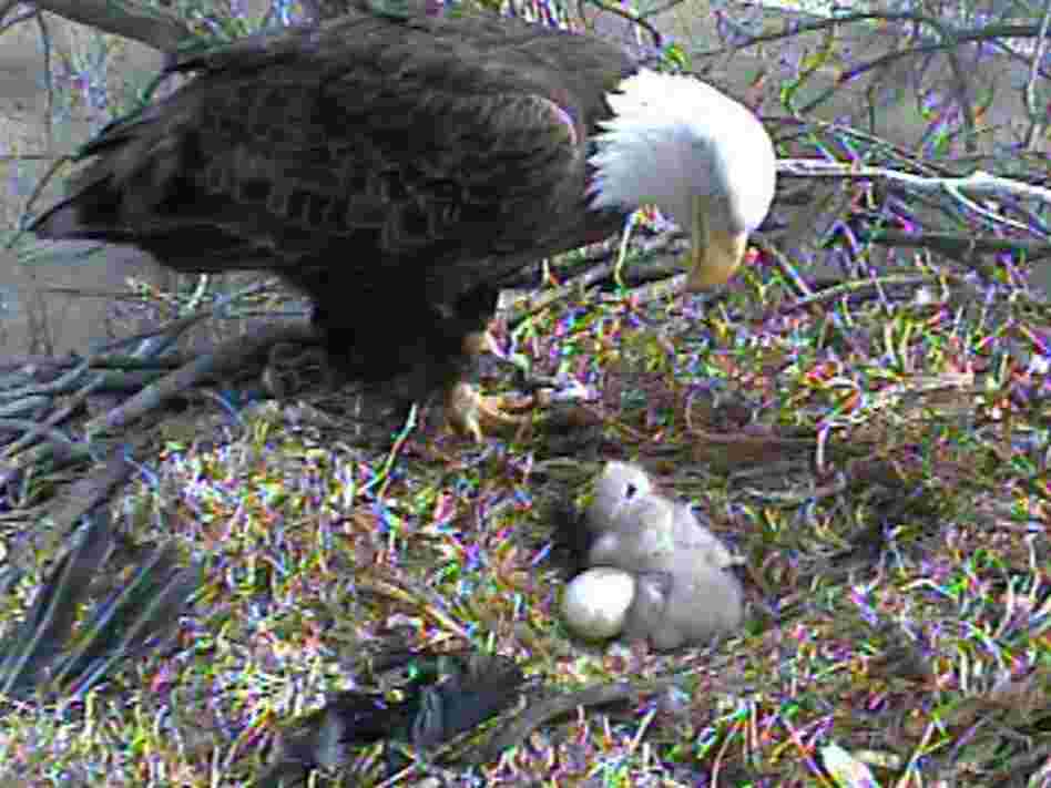 Tending to the eaglets.