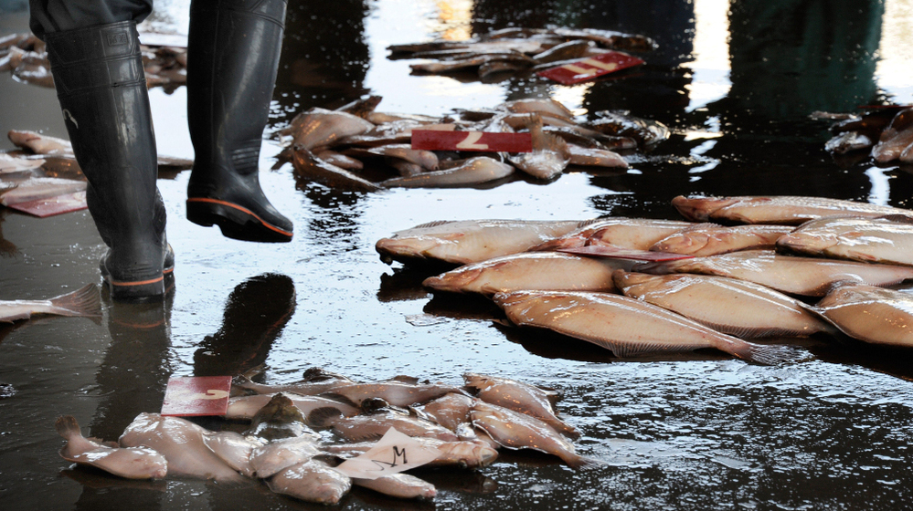 A broker walks between fish at the Hirakata Fish Market in Kitaibaraki, Ibaraki prefecture. The Health Ministry said that iodine-131 at a level of 4,080 becquerels per kilogram had been detected in a small fish called konago, or sand lance, caught off Ibaraki prefecture, south of the plant.