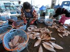 Women were sorting fish earlier today at the Hirakata Fish Market in Kitaibaraki, Ibaraki Prefecture. It was the first time the market had been open since the March 11 earthquake and tsunami.