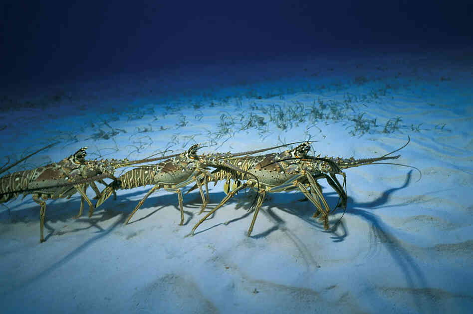 Lobsters will spray urine, like a perfume, to lure potential mates. 