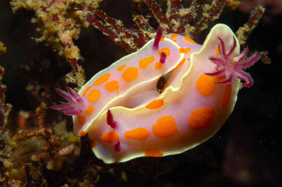 Two hermaphroditic clown nudibranchs mate. 