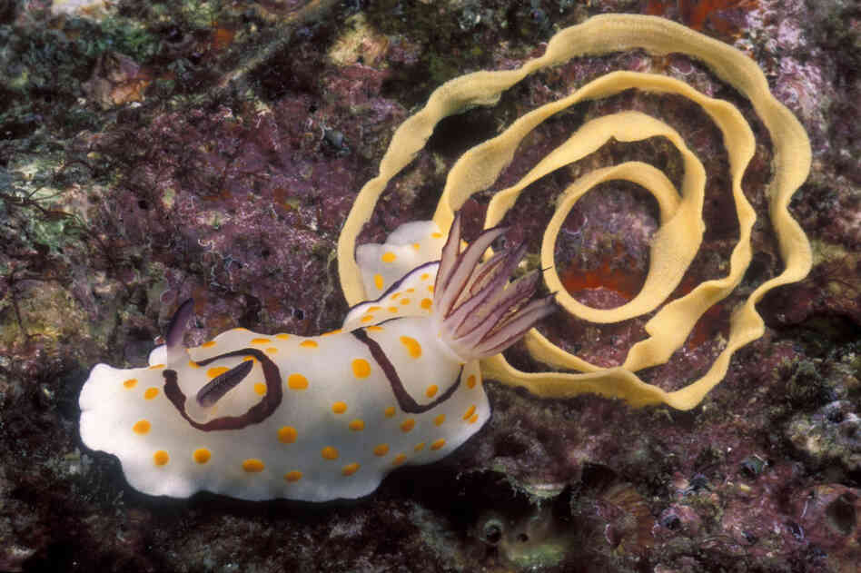 A Chromodoris annulata deposits a spiral of eggs. 