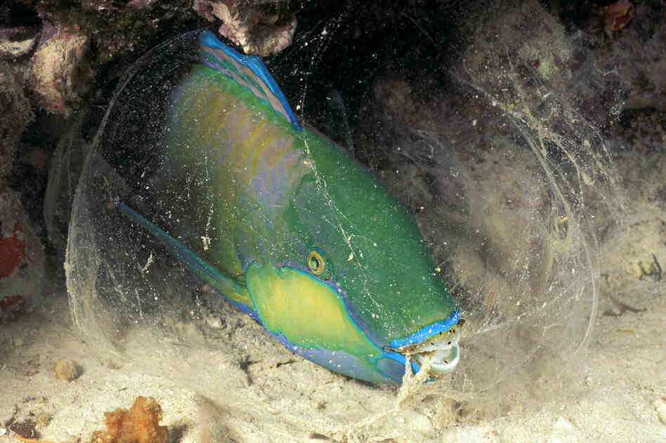 The parrotfish excretes a cocoon of mucus from its mouth that can hide its scent from predators and perform as a warning system for intruding prey. 