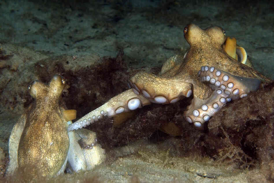 A male octopus has a specialized arm that transfers packets of sperm to its female counterpart. 