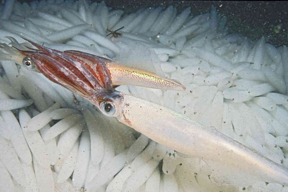 A male squid envelops a female squid with flashing red tentacles during sex.