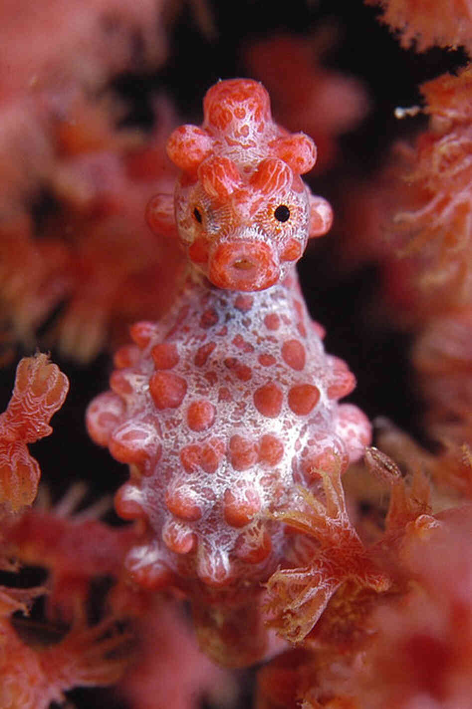 Harboring an effective camouflage with its host gorgonian coral, the pygmy sea horse species was not discovered until it was found in an aquarium. 