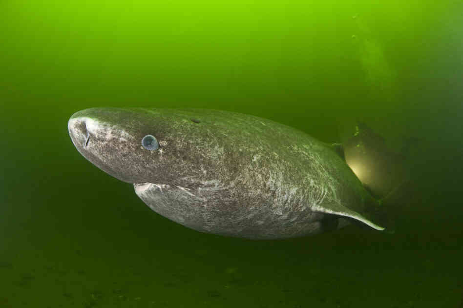 The Greenland shark has poisonous flesh and can live up to 200 years. 