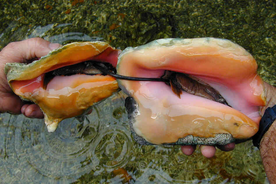 A conch sexual encounter involves the male extending a verge to the female. Predators will sometimes feed on a male conch's verge, but the conch has evolved to regenerate its sexual organ. 