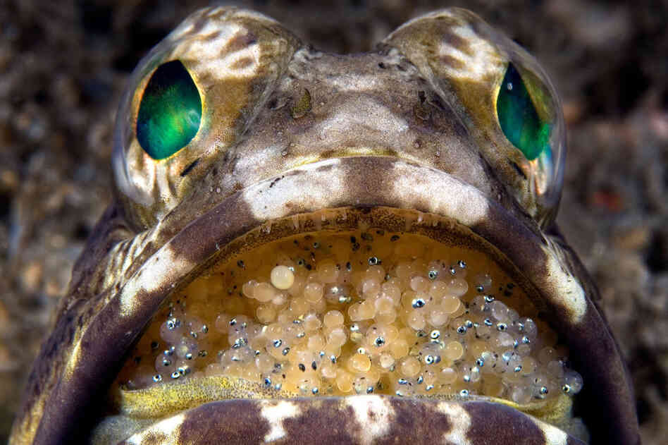 Jawfish protect their eggs from predators by hatching them in their mouth. 