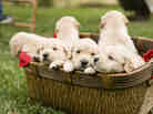Golden Retriever puppies in a basket. Golden Retriever puppies in a basket.