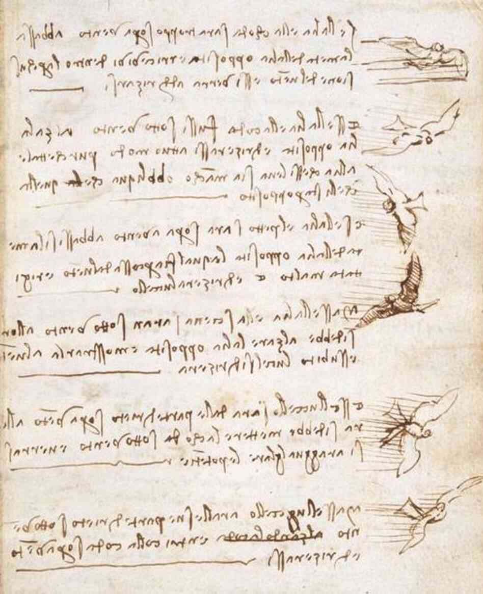 da Vinci's birds da Vinci's birds