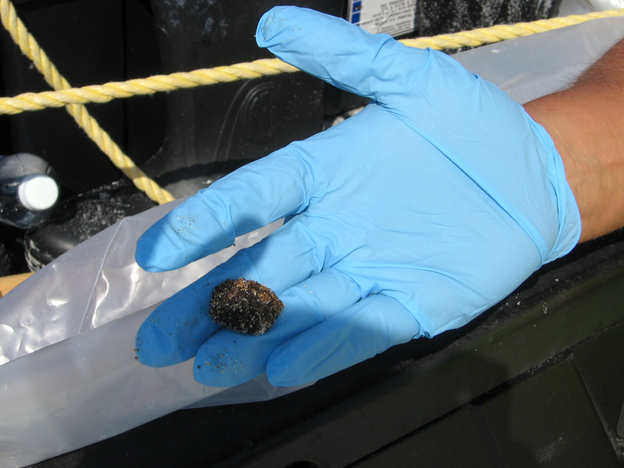 A typical tar ball picked up by BP beach cleanup teams.