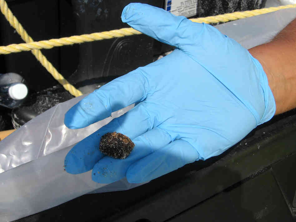 A typical tar ball picked up by BP beach cleanup teams.