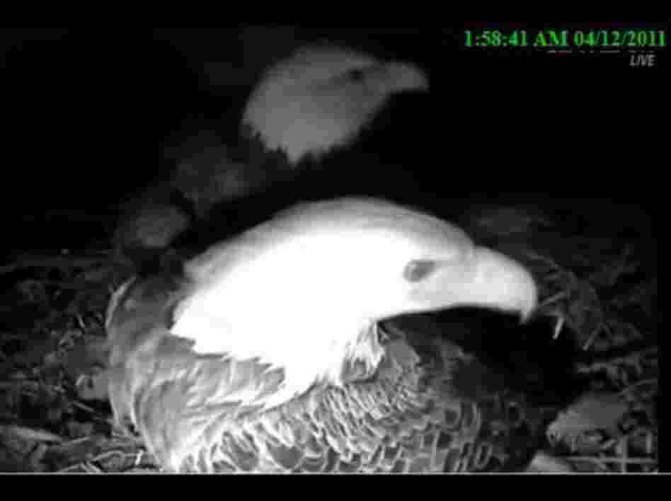When that owl started hooting last night, Mom and Dad were on alert.