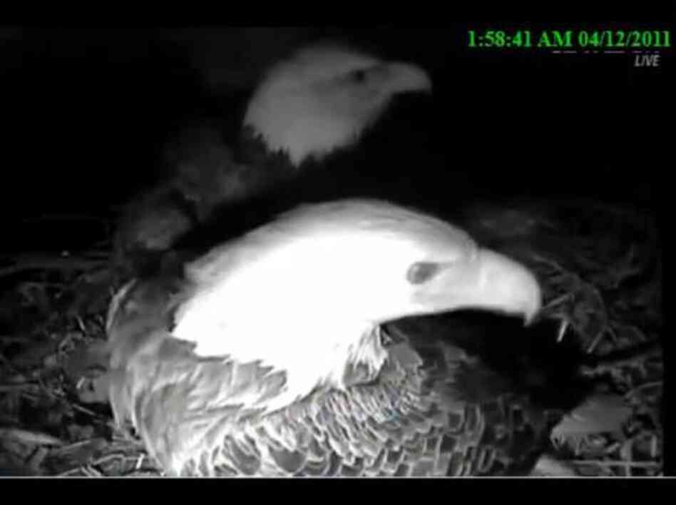 When that owl started hooting last night, Mom and Dad were on alert. When that owl started hooting last night, Mom and Dad were on alert.