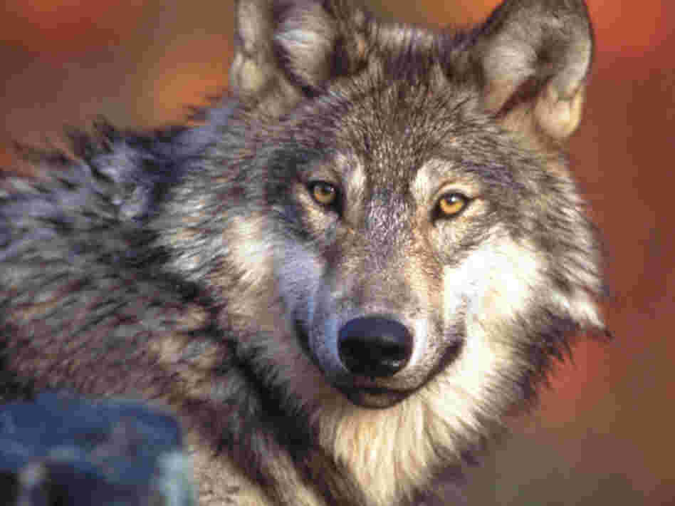 The proposed budget would take gray wolves in the northwest off the list of endangered species.
