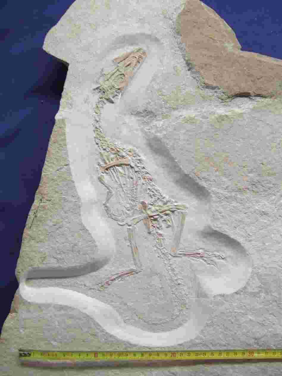 This small carnivore, Juravenator starki, which measures about a foot long, was nocturnal.