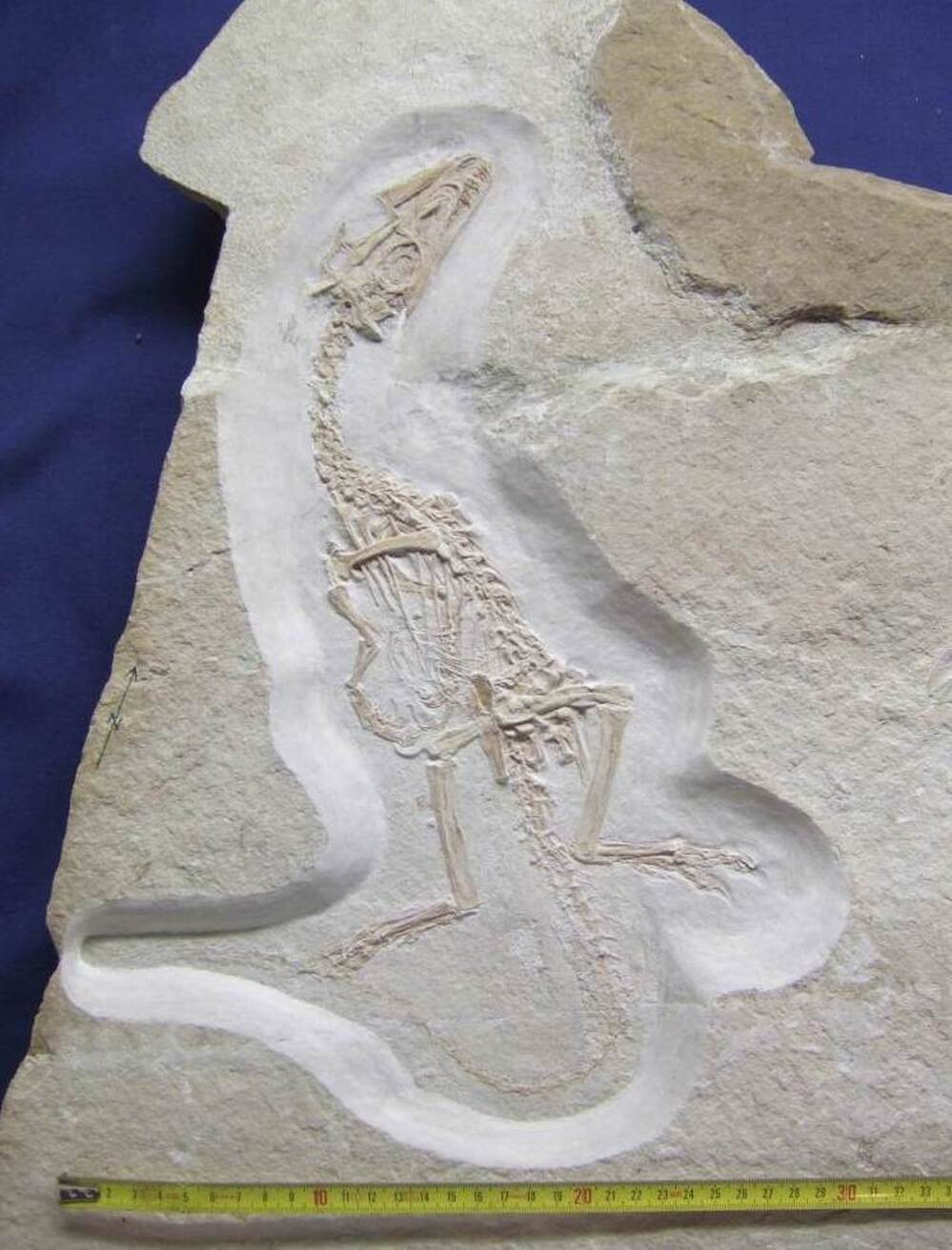This small carnivore, Juravenator starki, which measures about a foot long, was nocturnal.