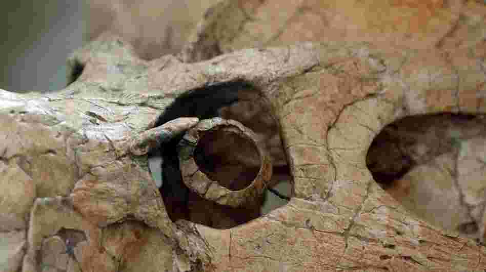 This plant-eating dinosaur, Protoceratops andrewsi, was active day and night, like many other herbivorous dinosaurs. Researchers used measurements from the animal's eye socket to determine when it was most active. This plant-eating dinosaur, Protoceratops andrewsi, was active day and night, like many other herbivorous dinosaurs. Researchers used measurements from the animal's eye socket to determine when it was most active.
