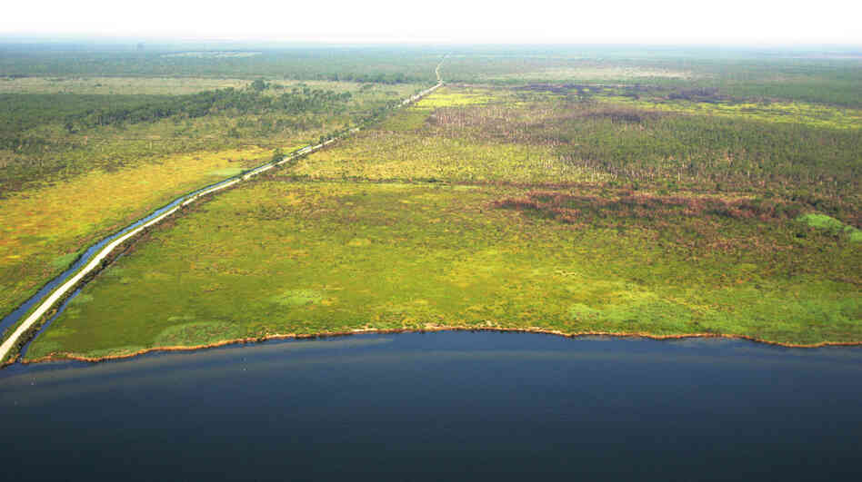 Alligator River National Wildlife Refuge is a low-lying area made of 154,000 acres of marshland and forest on the eastern shore of North Carolina. Much of the land is susceptible to sea level rise, so conservation managers are taking steps to help slow the inevitable. Alligator River National Wildlife Refuge is a low-lying area made of 154,000 acres of marshland and forest on the eastern shore of North Carolina. Much of the land is susceptible to sea level rise, so conservation managers are taking steps to help slow the inevitable.