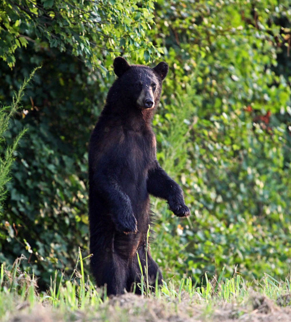 Rising seas mean habitats for animals like this black bear may become threatened. "We'd like to think about where is the next best place for wildlife on higher ground," says Mike Bryant, who runs the Alligator River National Wildlife Refuge for the U.S. Fish and Wildlife Service. "How do we have wildlife corridors between Alligator River refuge and those lands?"