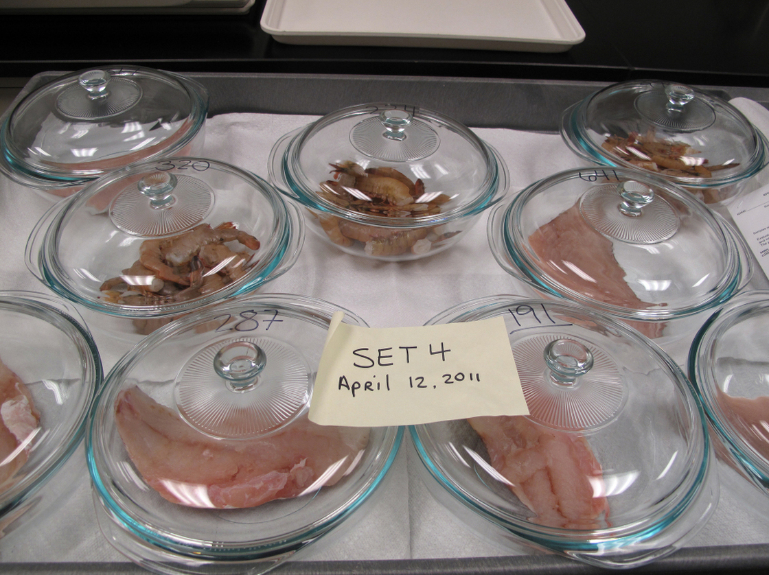 Seafood samples are placed in Pyrex dishes to await sensory analysis. Inspectors will sniff for the slightest whiff of oil. Samples are also cooked  for a taste test to detect any problems.