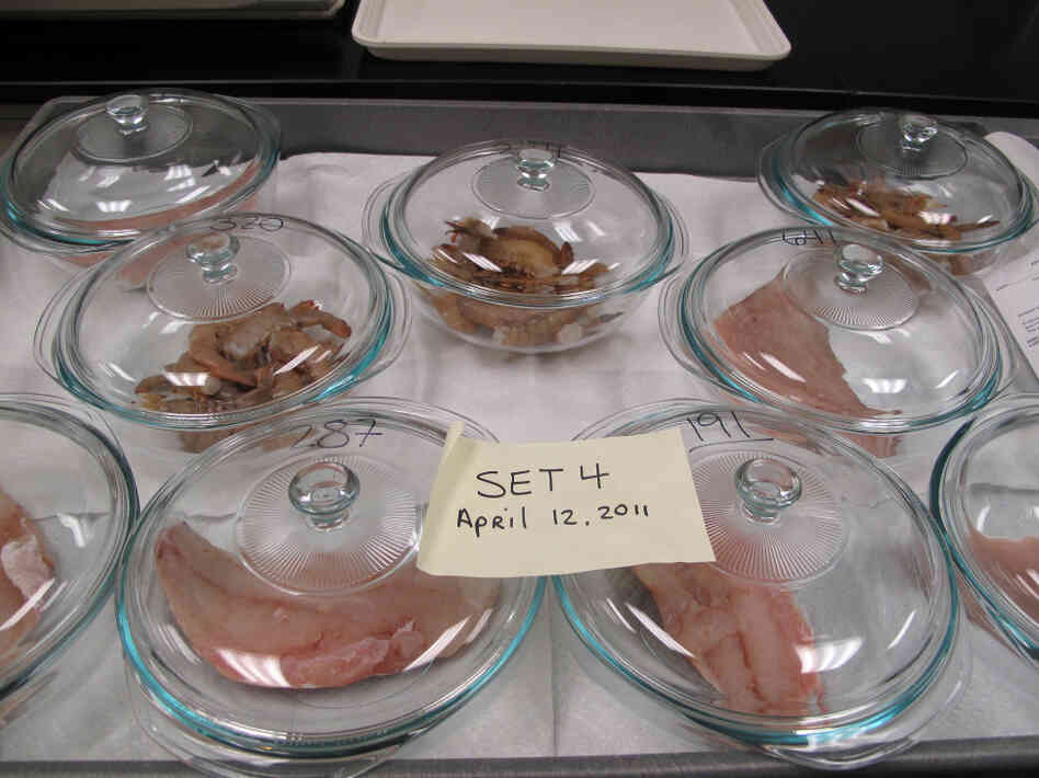 Seafood samples are placed in Pyrex dishes to await sensory analysis. Inspectors will sniff for the slightest whiff of oil. Samples are also cooked  for a taste test to detect any problems.