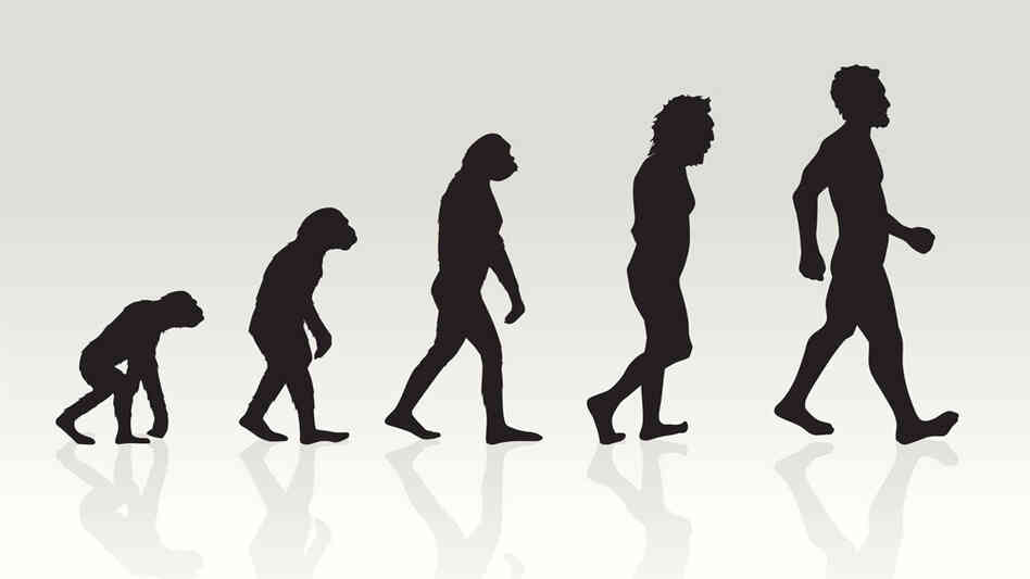 The evolution of man. The evolution of man.
