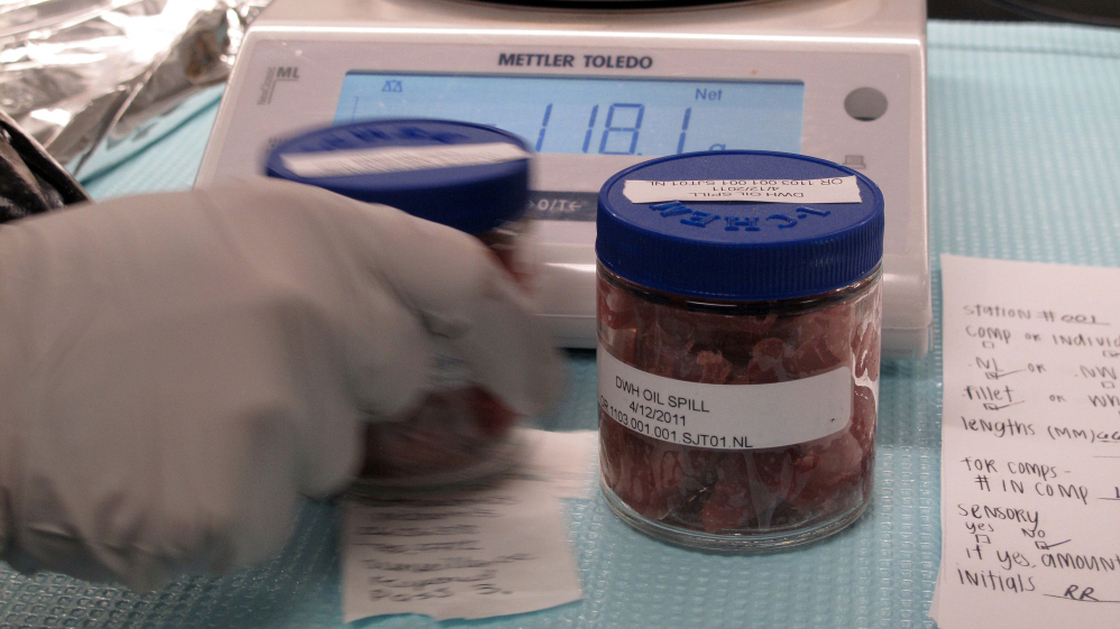 Fish tissue is packed into sterile jars for chemical analysis. NOAA tests for  hyrdrocarbons and the dispersant BP sprayed on the oil slick.