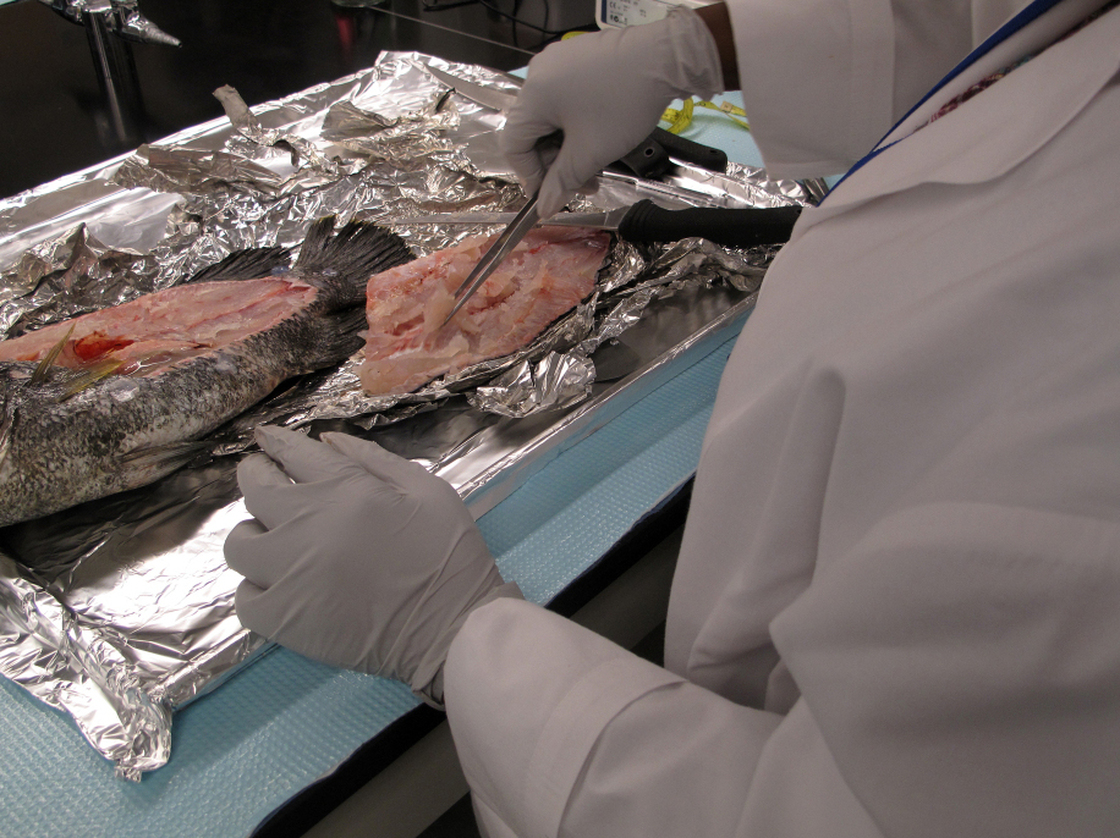 NOAA technician Chanda Gaines pulls a sample from a tripletail caught in the  Gulf of Mexico. The lab puts Gulf seafood through a series  of sensory and chemical tests for contamination from the BP oil spill.