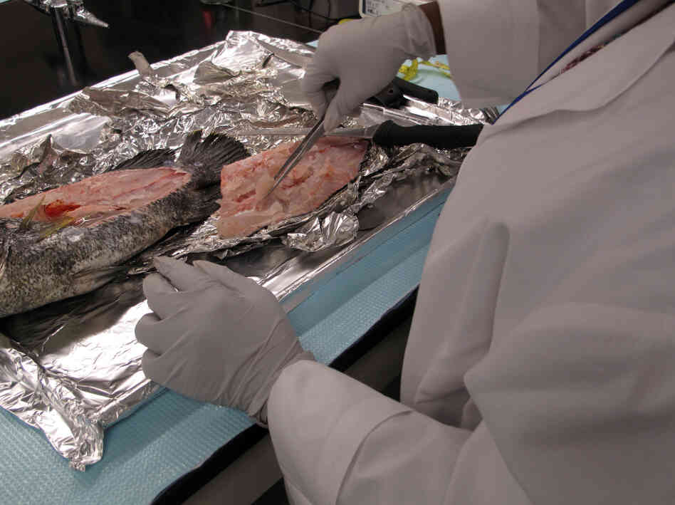 NOAA technician Chanda Gaines pulls a sample from a tripletail caught in the  Gulf of Mexico. The lab puts Gulf seafood through a series  of sensory and chemical tests for contamination from the BP oil spill.