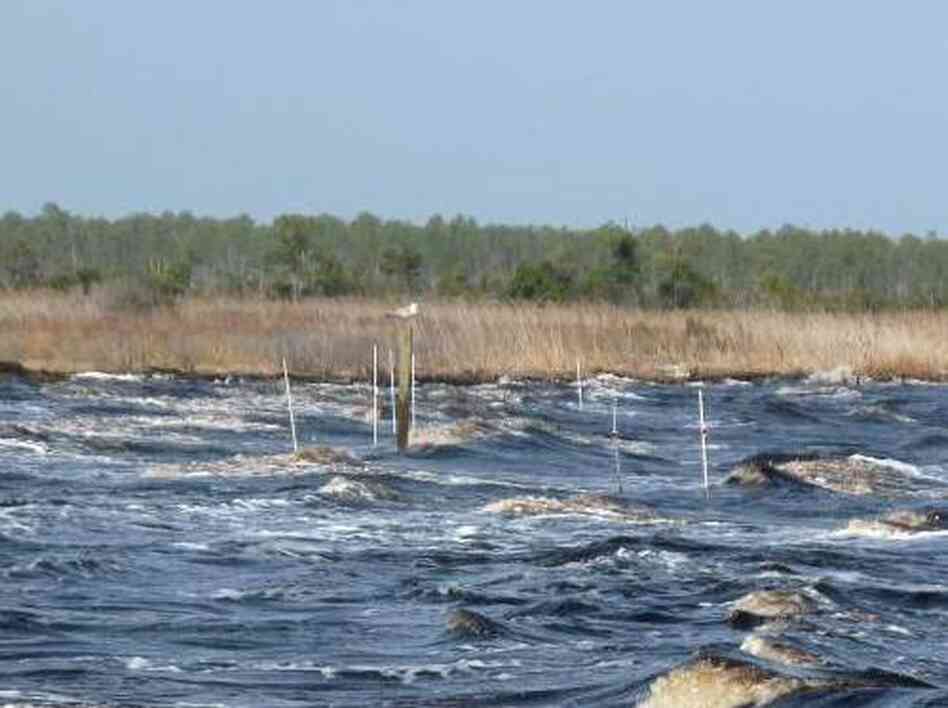 White posts planted just offshore mark where artificial reefs have been built from bags of oyster shells. Managers are installing these reefs in the areas facing the strongest shoreline erosion.