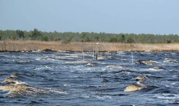White posts planted just offshore mark where artificial reefs have been built from bags of oyster shells. Managers are installing these reefs in the areas facing the strongest shoreline erosion.