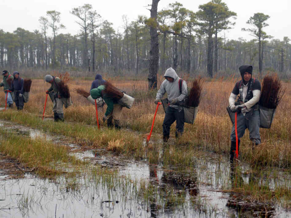 The Nature Conservancy has planted more than 20,000 cypress saplings in an experiment to see if they can help create a forest which would be home to red wolves, bobcats, black bears and other animals whose habitat is quickly disappearing.