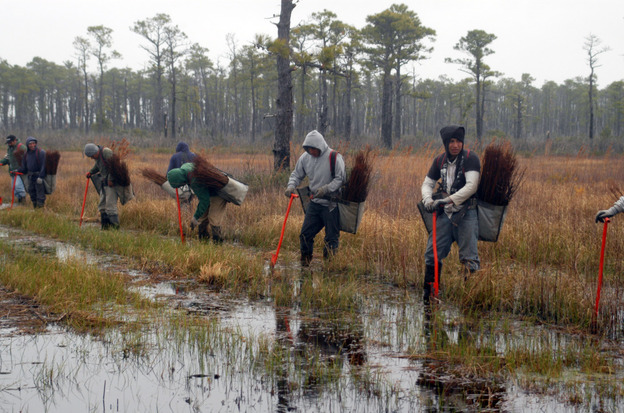 The Nature Conservancy has planted more than 20,000 cypress saplings in an experiment to see if they can help create a forest which would be home to red wolves, bobcats, black bears and other animals whose habitat is quickly disappearing.