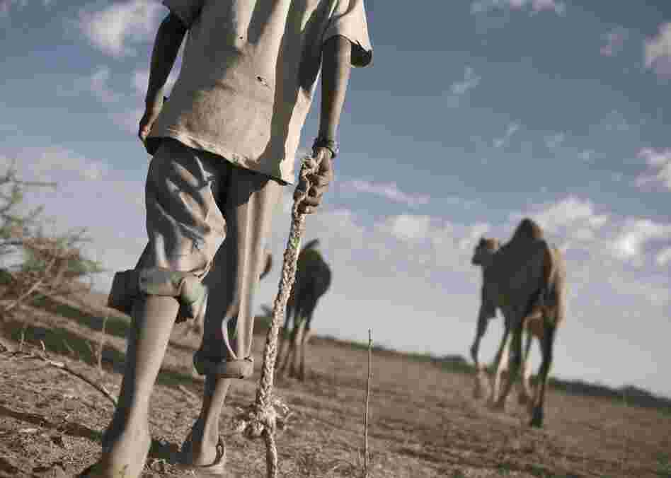 A boy takes his family's camels out to graze in the Somaliland countryside.
