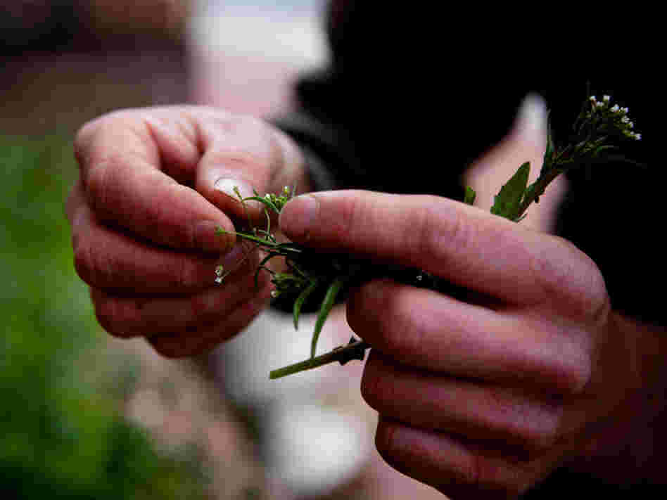 Thayer plucks some shepherd's purse, which is in the mustard family. "I just love the flavor of those stems, raw or cooked. If you can get a big patch of that, enough for a whole meal, it's just absolutely gourmet," he says.