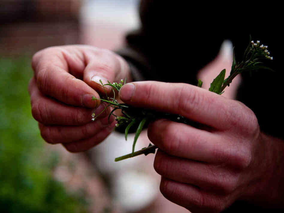 Thayer plucks some shepherd's purse, which is in the mustard family. "I just love the flavor of those stems, raw or cooked. If you can get a big patch of that, enough for a whole meal, it's just absolutely gourmet," he says.