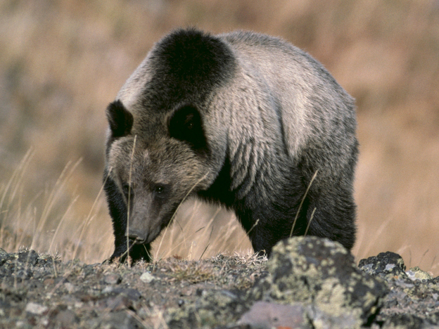 Writer Paul Solotaroff says climate change is putting the ecosystems of our national parks out of balance.