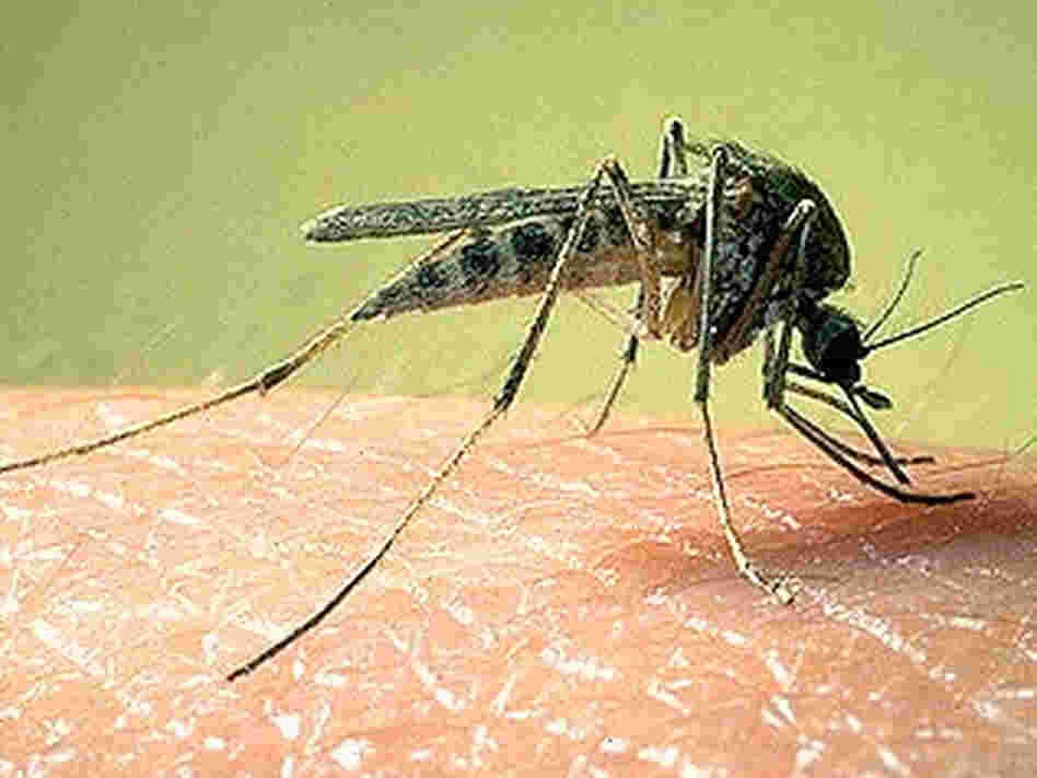 Researchers at the Centers for Disease Control and Prevention are working on a new all-natural insect repellent. It not only keeps bugs away — it kills them in seconds. Researchers at the Centers for Disease Control and Prevention are working on a new all-natural insect repellent. It not only keeps bugs away — it kills them in seconds.