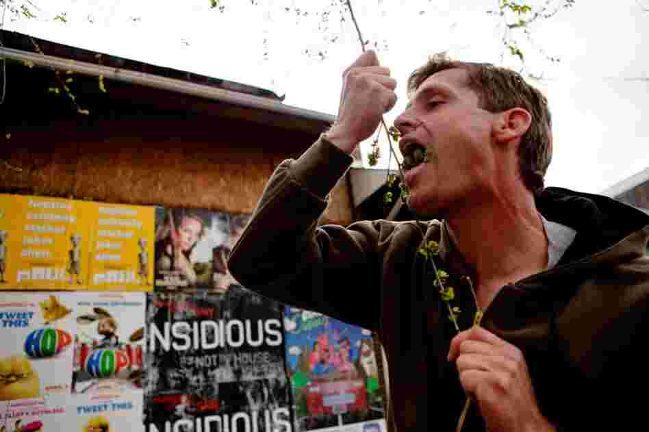 Sam Thayer, an urban forager who has written field guides to edible plants, munches on Siberian elm seeds called samaras he found in Washington, D.C.  Thayer says the seeds taste like a cross between sweetened oatmeal and lettuce. 