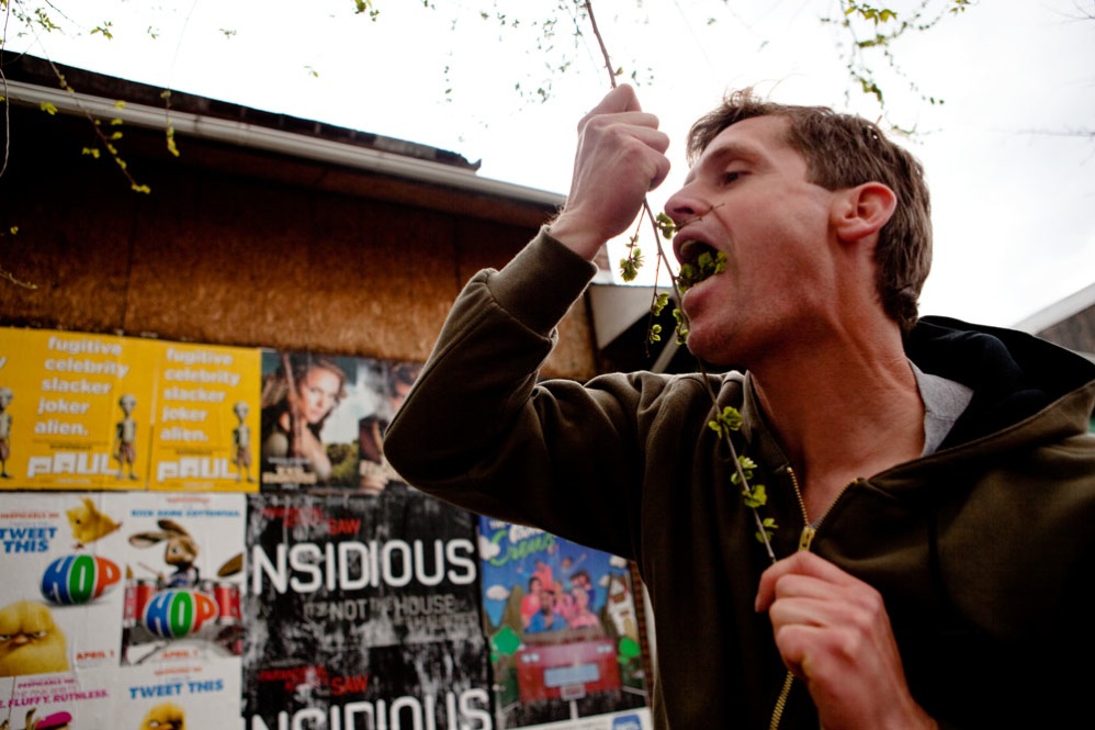 Sam Thayer, an urban forager who has written field guides to edible plants, munches on Siberian elm seeds called samaras he found in Washington, D.C.  Thayer says the seeds taste like a cross between sweetened oatmeal and lettuce. 