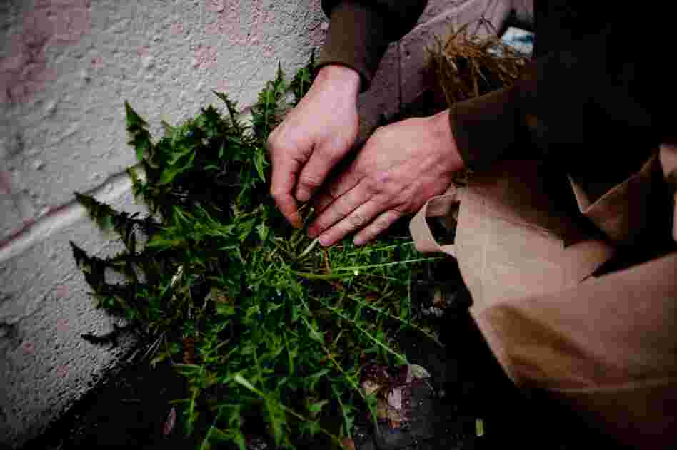 By a wall at the back of a parking lot, Thayer discovers edible dandelions. His biggest worry when foraging urban plants is that they may be contaminated with herbicides. How to avoid them? Know the area you're foraging, he suggests, and check plants closely for damage that could be caused by spraying.