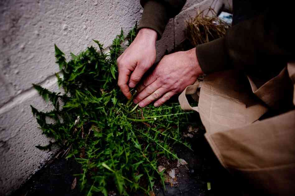 By a wall at the back of a parking lot, Thayer discovers edible dandelions. His biggest worry when foraging urban plants is that they may be contaminated with herbicides. How to avoid them? Know the area you're foraging, he suggests, and check plants closely for damage that could be caused by spraying.