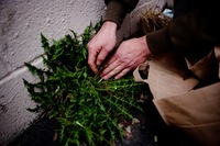 By a wall at the back of a parking lot, Thayer discovers edible dandelions. His biggest worry when foraging urban plants is that they may be contaminated with herbicides. How to avoid them? Know the area you're foraging, he suggests, and check plants closely for damage that could be caused by spraying.