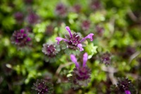 Henbit, a type of wild mint.